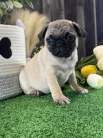 Princess , a female Pug for sale in Seneca Falls, NY – 3 of 5