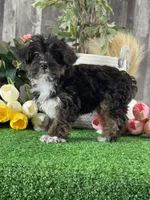 Oliver, a male Yorkipoo for sale in Seneca Falls, NY – 2 of 5