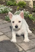 Wren, a female West Highland White Terrier for sale in Seneca Falls, NY – 2 of 5