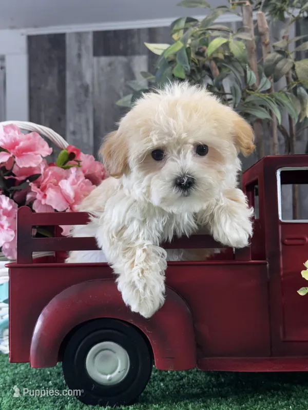 Tiny Hazel  – Havanese puppy for sale in Seneca Falls, NY