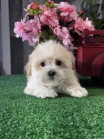 Tiny Hazel , a female Havanese for sale in Seneca Falls, NY – Photo 5 of 6