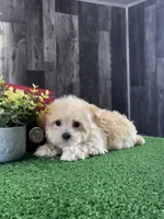 Tiny Hazel , a female Havanese for sale in Seneca Falls, NY – Photo 3 of 6