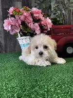 Tiny Hazel , a female Havanese for sale in Seneca Falls, NY – Photo 4 of 6