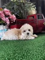 Tiny Hazel , a female Havanese for sale in Seneca Falls, NY – Photo 6 of 6