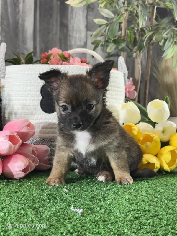 Franklin  – Chihuahua puppy for sale in Seneca Falls, NY