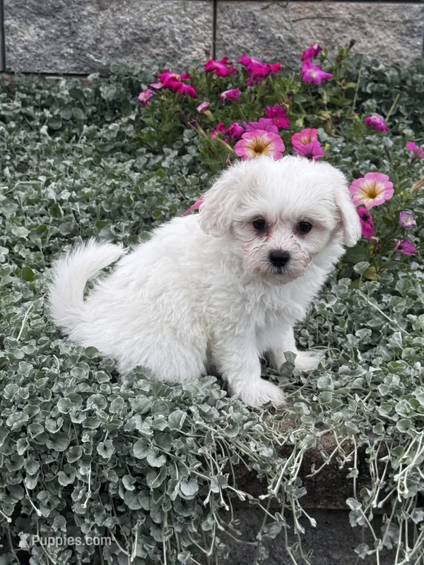 June  – Shih Tzu, Poodle - Toy  puppy for sale in Seneca Falls, NY