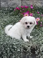 June , a female Shih Tzu and Poodle - Toy  for sale in Seneca Falls, NY – 1 of 7