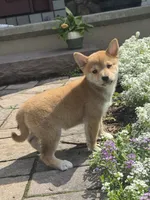 Iris, a female Shiba Inu for sale in Seneca Falls, NY – 2 of 6