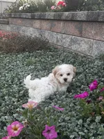Hamilton , a male Havanese for sale in Seneca Falls, NY – 6 of 6