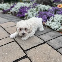 Elmo, a male Coton de Tulear and Poodle - Toy  for sale in Seneca Falls, NY – Photo 4 of 5