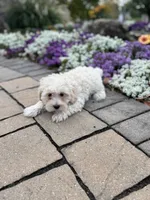 processed/b2119197-3f9a-4f63-9280-386020e49502/listing/b476c481-2f8b-4029-a21f-5f5f92747b37/1565449f-b91c-4928-ab75-fdb095fbee47