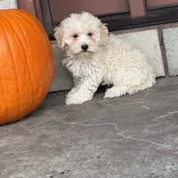 Elmo, a male Coton de Tulear and Poodle - Toy  for sale in Seneca Falls, NY – Photo 3 of 5