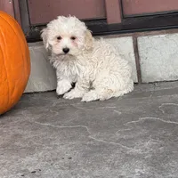 Elmo, a male Coton de Tulear and Poodle - Toy  for sale in Seneca Falls, NY – Photo 5 of 5