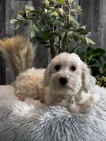 Elmo, a male Coton de Tulear and Poodle - Toy  for sale in Seneca Falls, NY – Photo 2 of 5