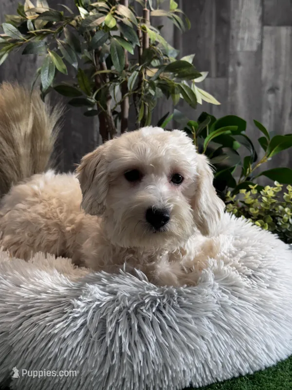 Elmo – Coton de Tulear, Poodle - Toy  puppy for sale in Seneca Falls, NY