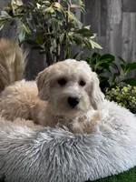 Elmo, a male Coton de Tulear and Poodle - Toy  for sale in Seneca Falls, NY – Photo 1 of 5