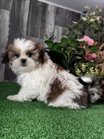Sophie , a female Shih Tzu for sale in Seneca Falls, NY – Photo 3 of 5