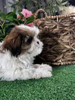 Sophie , a female Shih Tzu for sale in Seneca Falls, NY – Photo 4 of 5