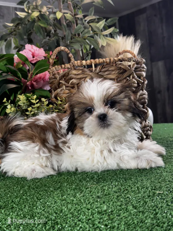 Sophie  – Shih Tzu puppy for sale in Seneca Falls, NY