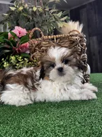 Sophie , a female Shih Tzu for sale in Seneca Falls, NY – Photo 1 of 5