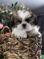Sophie , a female Shih Tzu for sale in Seneca Falls, NY – Photo 5 of 5