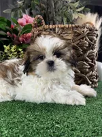 Sophie , a female Shih Tzu for sale in Seneca Falls, NY – Photo 2 of 5