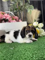 Dominic, a male Miniature Dachshund for sale in Seneca Falls, NY – 2 of 5