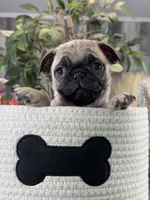 Pixie, a female Pug for sale in Seneca Falls, NY – Photo 3 of 4