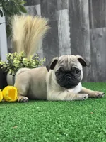 Pixie, a female Pug for sale in Seneca Falls, NY – Photo 4 of 4