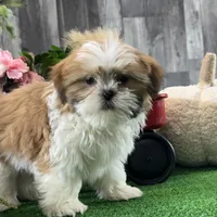 Shep, a male Shih Tzu for sale in Seneca Falls, NY – Photo 3 of 6