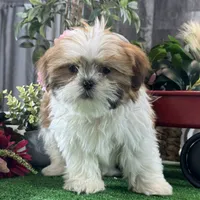 Shep, a male Shih Tzu for sale in Seneca Falls, NY – Photo 6 of 6