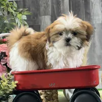 Shep, a male Shih Tzu for sale in Seneca Falls, NY – Photo 4 of 6