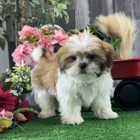 Shep, a male Shih Tzu for sale in Seneca Falls, NY – Photo 2 of 6