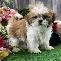 Shep, a male Shih Tzu for sale in Seneca Falls, NY – Photo 5 of 6