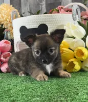 Franklin , a male Chihuahua for sale in Seneca Falls, NY – 3 of 5