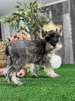 Molly, a female Miniature Schnauzer for sale in Seneca Falls, NY – 2 of 5