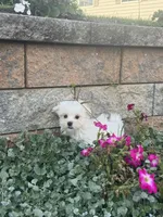 Max, a male Maltese for sale in Seneca Falls, NY – 5 of 7