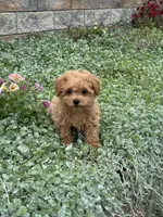 Preston, a male Poodle - Toy  for sale in Seneca Falls, NY – 6 of 7