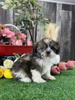 Sydney , a male Shih Tzu for sale in Seneca Falls, NY – 5 of 5