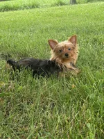 Yoda, a female Yorkshire Terrier for sale in Seneca Falls, NY – 3 of 5