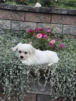 John, a male Shih Tzu and Poodle - Toy  for sale in Seneca Falls, NY – 3 of 5