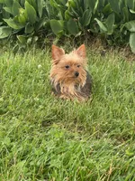 Yoda, a female Yorkshire Terrier for sale in Seneca Falls, NY – 4 of 5