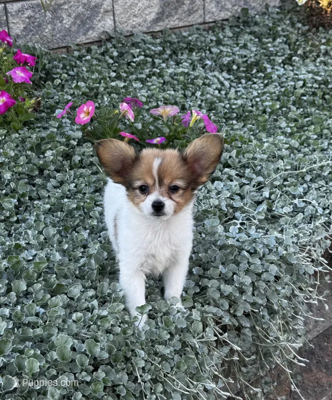Rosey, a female Papillon for sale in Seneca Falls, NY – 1 of 4
