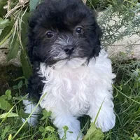Holly, a female Havanese for sale in Seneca Falls, NY – Photo 1 of 3