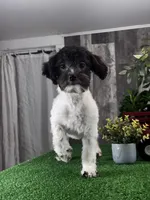 Hope, a female Havanese for sale in Seneca Falls, NY – Photo 4 of 4