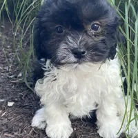 Holly, a female Havanese for sale in Seneca Falls, NY – Photo 2 of 3