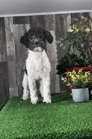 Hope, a female Havanese for sale in Seneca Falls, NY – Photo 3 of 4