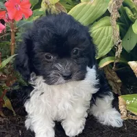 Holly, a female Havanese for sale in Seneca Falls, NY – Photo 3 of 3