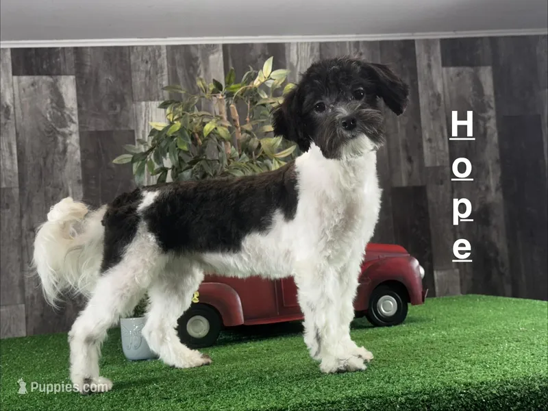 Hope – Havanese puppy for sale in Seneca Falls, NY