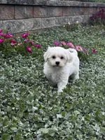Jimmy , a male Shih Tzu and Poodle - Toy  for sale in Seneca Falls, NY – 5 of 7
